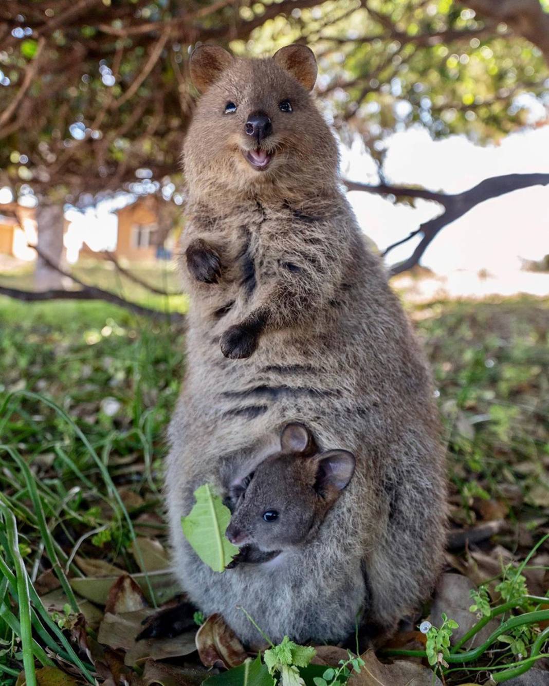 İddia ediyoruz daha şirin bir hayvan görmediniz... Ona “Dünyanın En Mutlu Hayvanı” diyorlar: Quokka'larla tanışın! 14